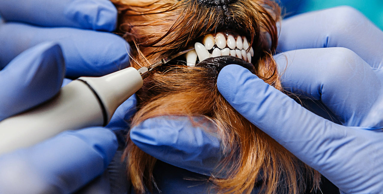 how safe is dog teeth cleaning